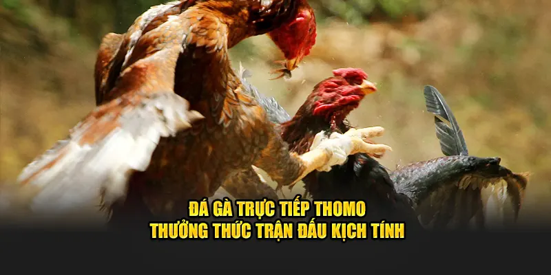 đá gà trực tiếp Thomo