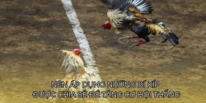 Đá gà cựa sắt ABC8